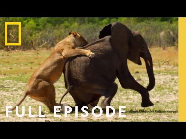 Surviving the Grasslands (Full Episode) | Hostile Planet