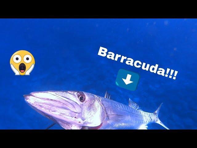 Spearfishing The GREAT Barracuda (Kaku) in Hawaii Oahu #Shorts