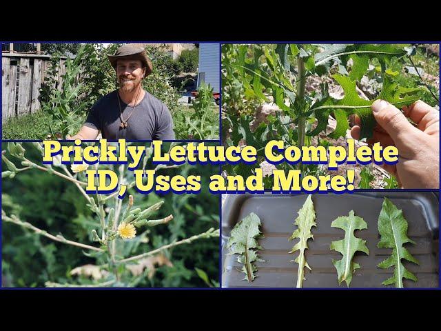 Prickly Lettuce - Complete ID, Edible and Medicinal Uses, Look-alike Plants and More!