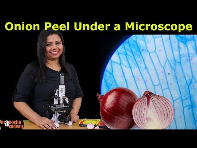 Onion Peel Under the Microscope | How to Prepare Stained Temporary Mount of Onion Peel