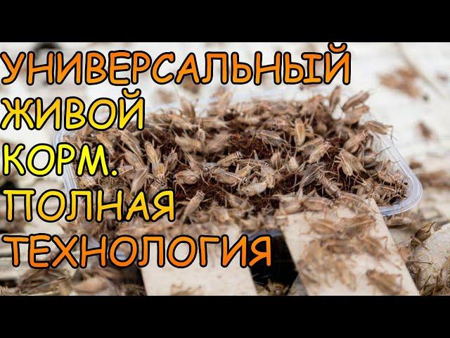 ДОМОВЫЙ СВЕРЧОК. Acheta domesticus. ПОЛНАЯ ТЕХНОЛОГИЯ ВЫРАЩИВАНИЯ