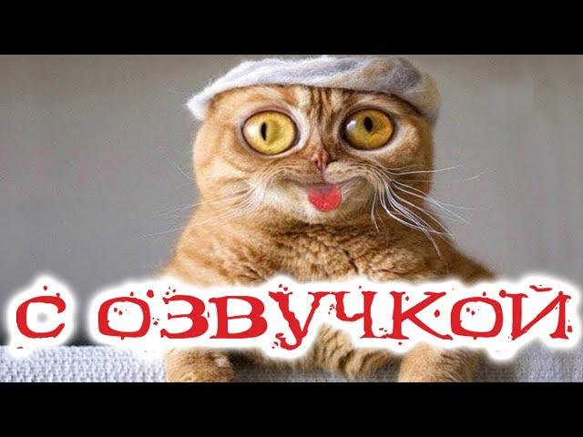 Приколы с котами! Смешные коты с ОЗВУЧКОЙ! СМЕШНЫЕ ЖИВОТНЫЕ 2022! Ржака до слез – Доми шоу