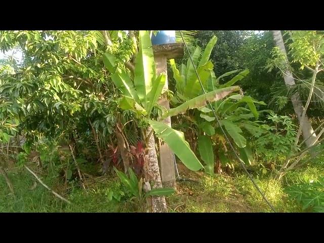 HOUSE AND LOT FOR SALE IN TALIBON, BOHOL, PHILIPPINES