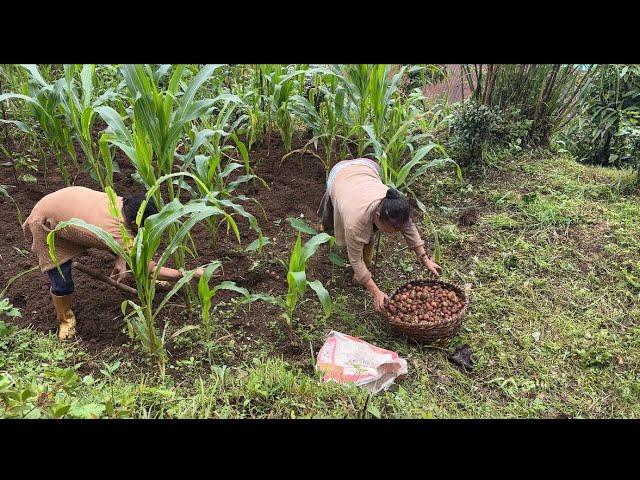 Aarucha Ko Jam Yasto Bhayo||Daily Village Routine Of Rural Village||Aalu Khani Sakyo Hamro Balla||