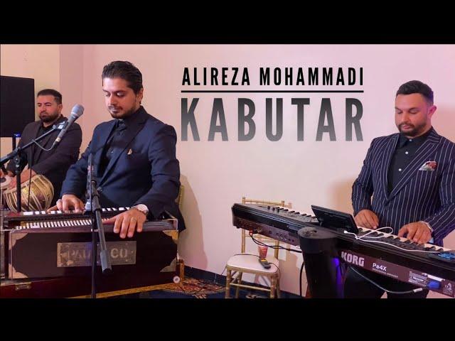 Alireza Mohammadi - Kabutar Tajiki Song | NEW 2023 Afshari Mast | Live Afghan Wedding