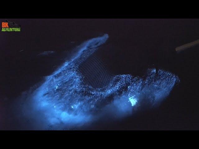 Amazing Florida Bioluminescence!  Here's How to Do A Bioluminescent Kayaking Tour.