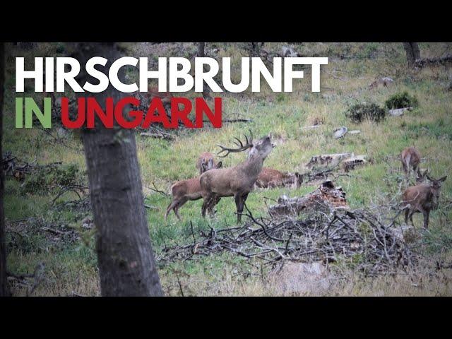 Hirschbrunft in Ungarn