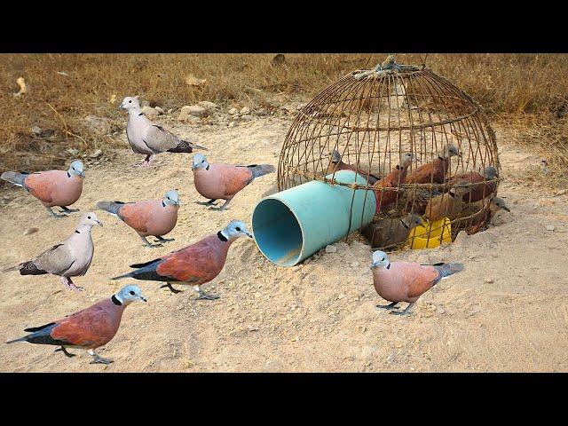 Creative DIY Wild Bird Trap Using Pen Bird To Catch Bird