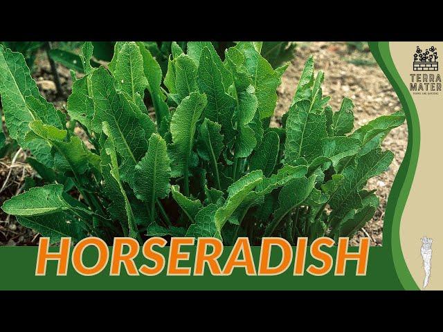 HORSERADISH Information, Description & More! (Armoracia rusticana)