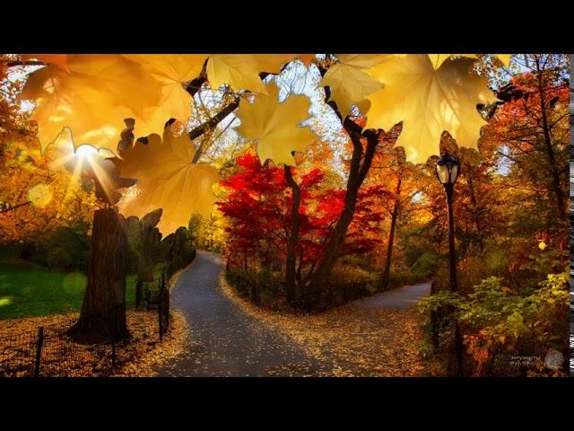 Autumn leaves Transitions (for PTE AV Studio Pro)