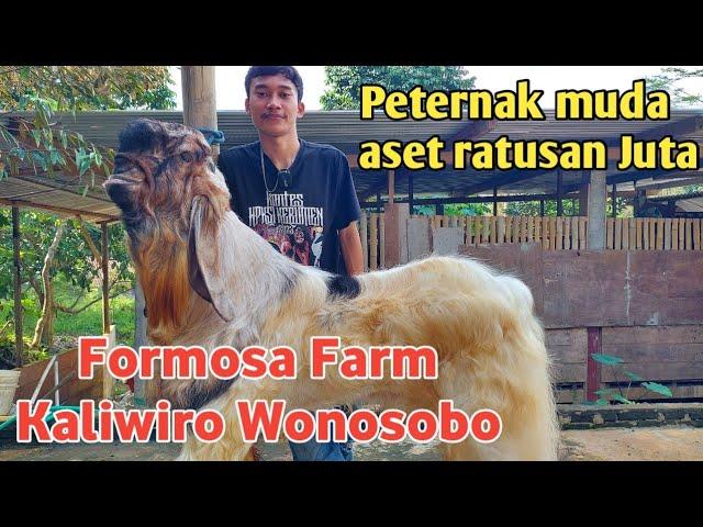 PEMULA‼️UMUR 20 TAHUN SUKSES BETERNAK KAMBING PE RAS KALIGESING