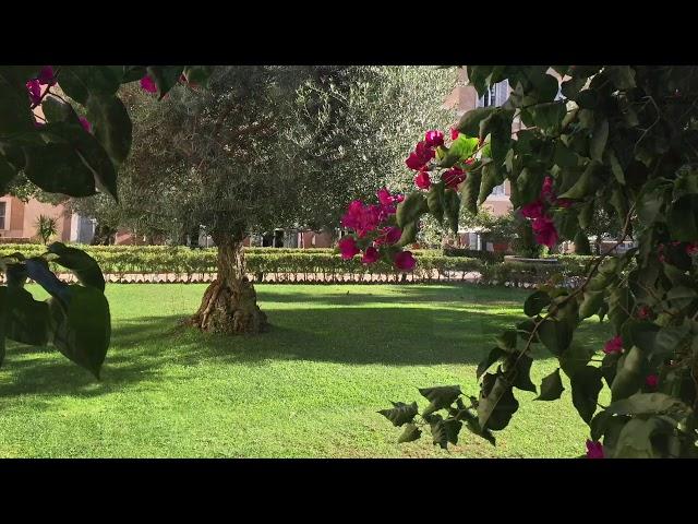 kolbe hotel rome   garden dream