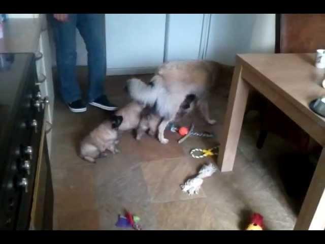 Puppy's en Eyra spelen in de keuken