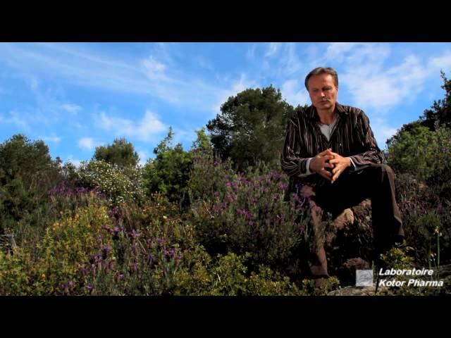 Plante médicinale : Lavande des Maures (Lavandula stoechas)