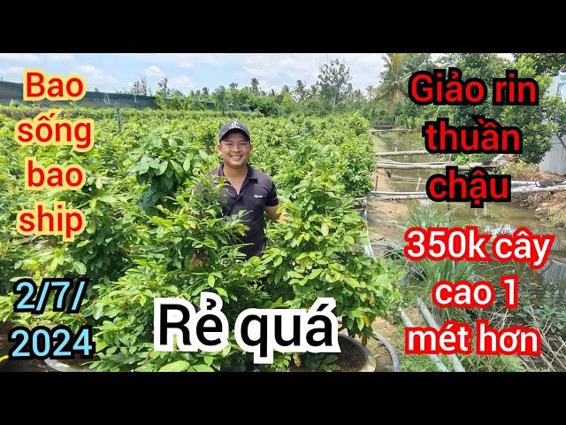 2/7/2024️0359611594 Phong  giảo rin thuần chậu cao 1 mét hơn 350k 1 cây à quá trời rẻ luôn