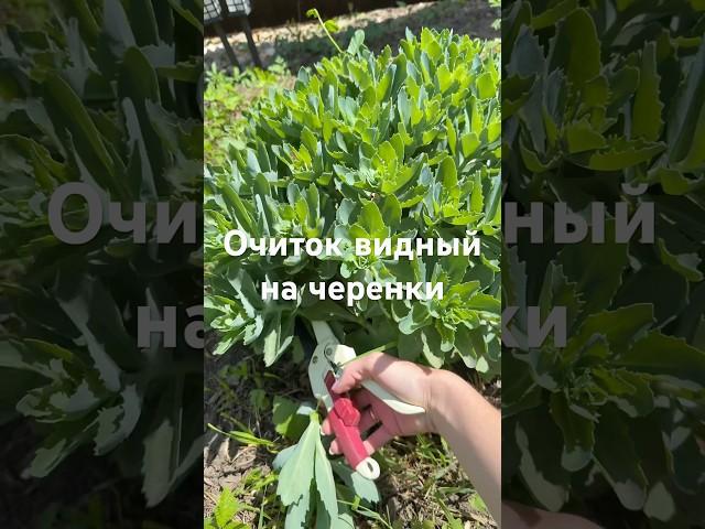 Начинаю черенковать очиток видный бриллиант #садоводство #сад #дача #черенкование