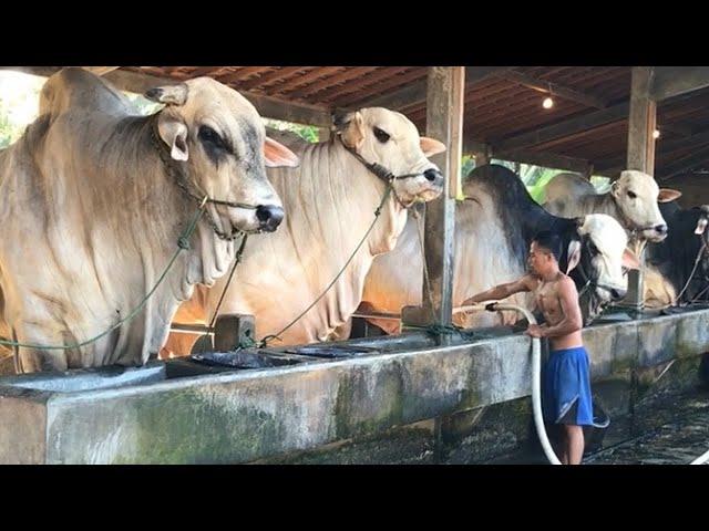 BIGGEST INDONESIA BULL - BERKAH SETIA FARM