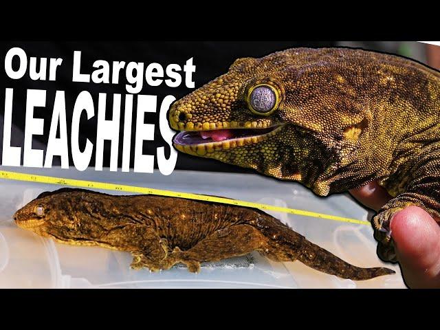 Our Largest Giant Geckos! (Weight & Length)