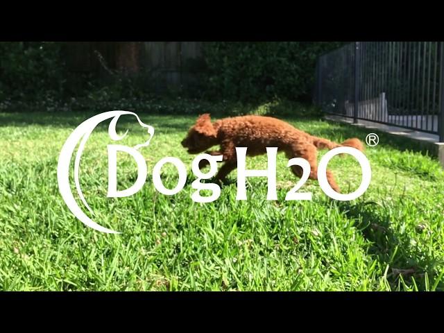 Dog H2O Cordless