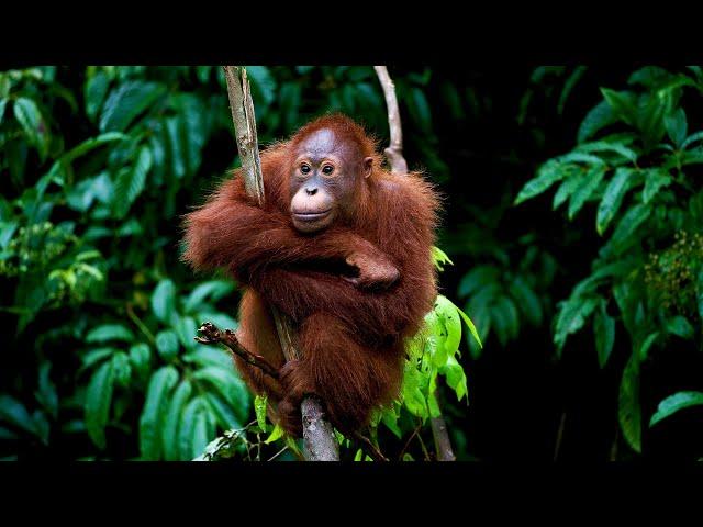 The Amazing Wildlife Living At The Equator's Edge | Equator Special