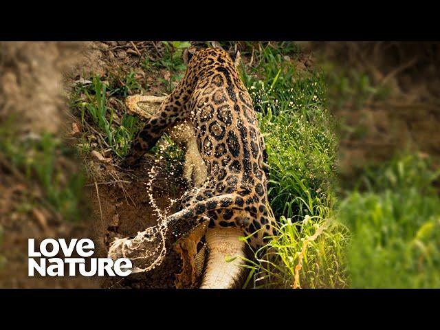 Jaguar Vs Caiman Croc to the Death | Love Nature