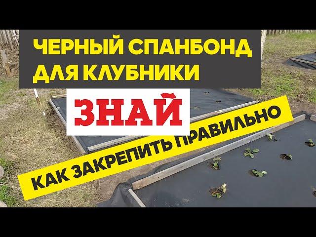 Черный спанбонд для грядок с клубникой, как закрепить чтобы сохранить растения. Выращивание клубники