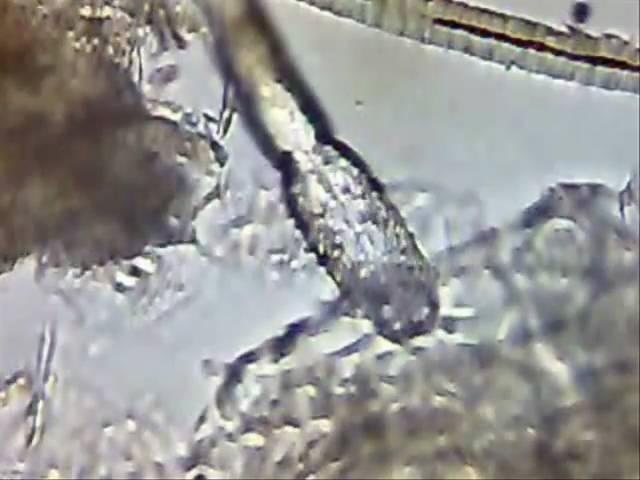 Demodex Canis