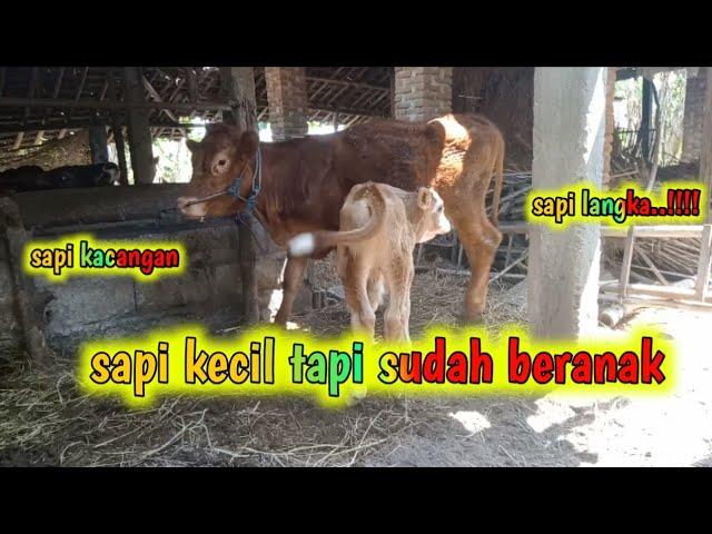 SAPI KACANGAN