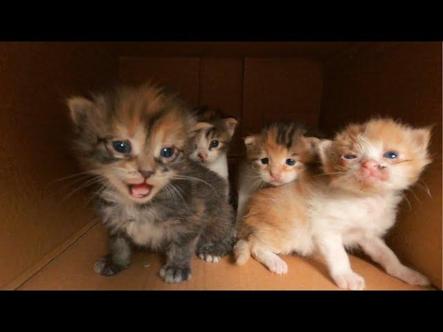 20 Days Old Kittens Desperately  Crying Out Loud for Mom