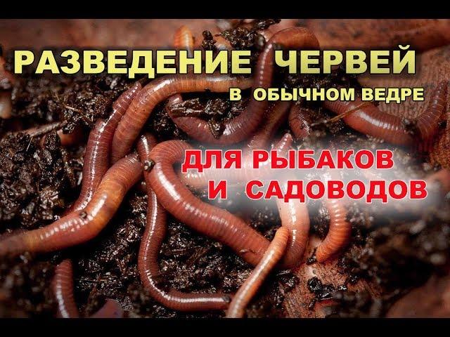 Разведение червей для рыбака и садовода в обычном ведре.