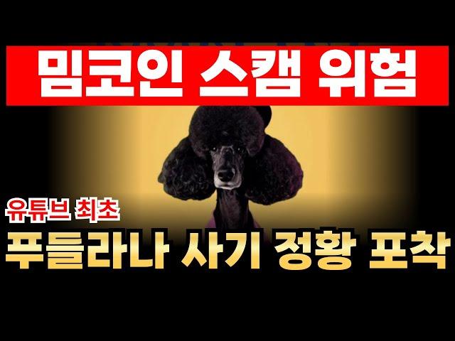 푸들라나 밈코인 사기 정황 포착 근거를 확인하세요.