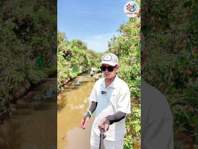 Vải thiều Thanh Hà Hải Phòng được mùa