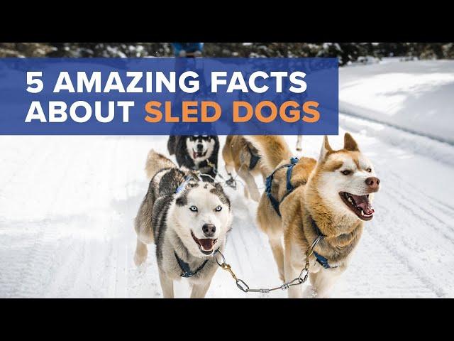 Iditarod Sled Dogs: Facts To Know