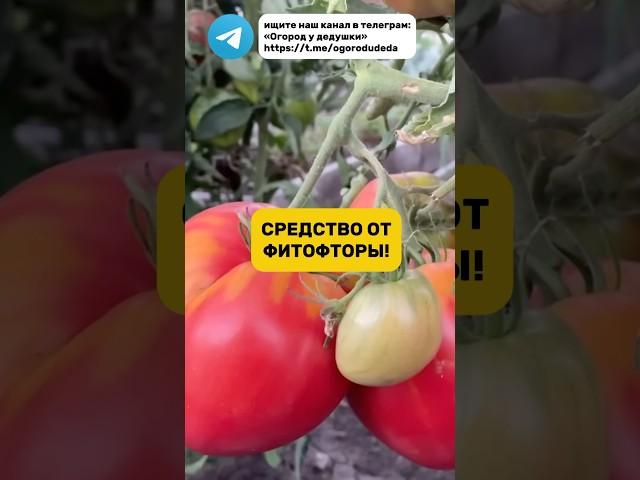 Забыл что такое фитофтора после этого средства #огород #фитовтора