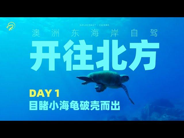 澳洲东海岸自驾第一集：有幸目睹小海龟破壳而出，叹生命诞生之美