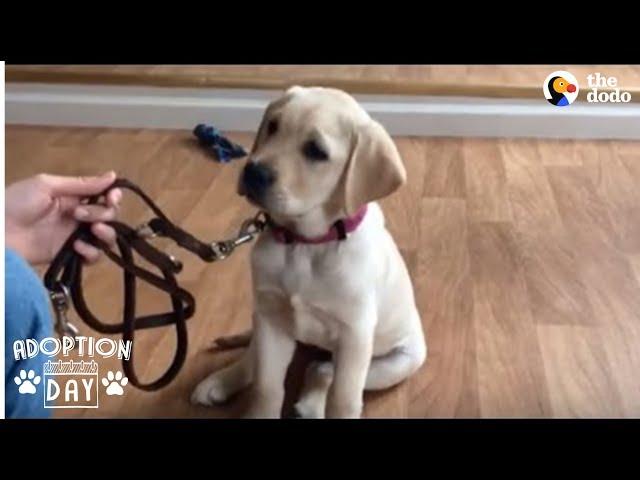 Guide Dog Gets So Excited When She Sees Her New Home - SMUDGE | The Dodo Adoption Day