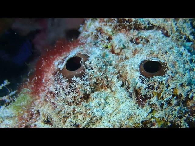 #170207 #Okinawa #Diving #4 kinds of Shrimps at Dargon lady point