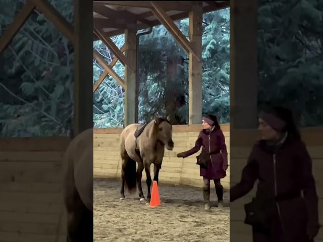 How to teach a young horse to move off the leg- Using Positive Reinforcement