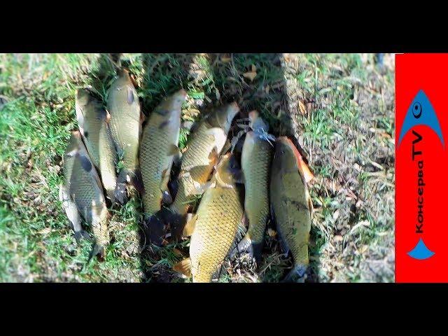 Нашел БРОШЕННЫЙ ВОДОЕМ который  кишит САЗАНОМ