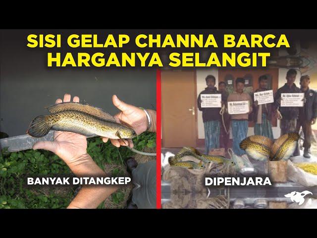 MIRIS! SISI GELAP KENAPA HARGA IKAN CHANNA BARCA BISA MAHAL SELANGIT