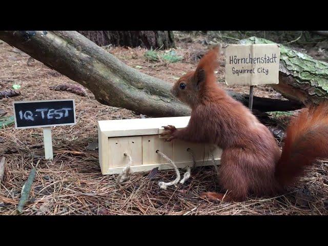 Eichhörnchen Entertainment - IQ Test | Squirrel Entertainment - IQ Test