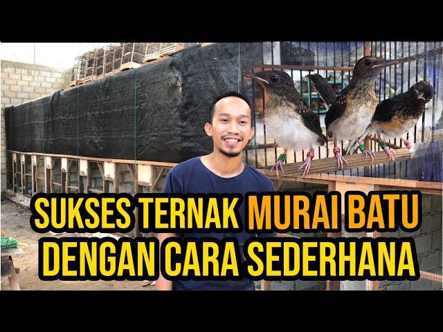 Cara Mudah beternak murai batu bagi pemula. Dari Penjodohan, perawatan, hingga panen