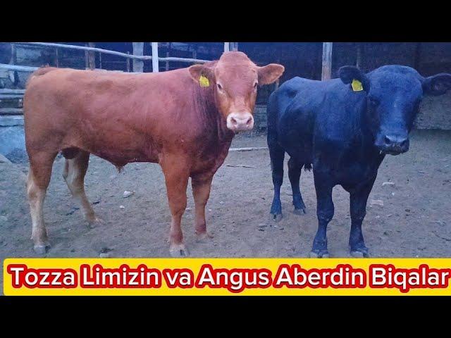 Angus Aberdin va Limizin Paroda Buqalar Yevropadan Zoʻrlaridan Keldi 9-iyun, 2024