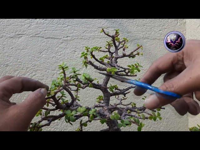 Dwarf Jade Bonsai Tree, Be The Creator, January'24