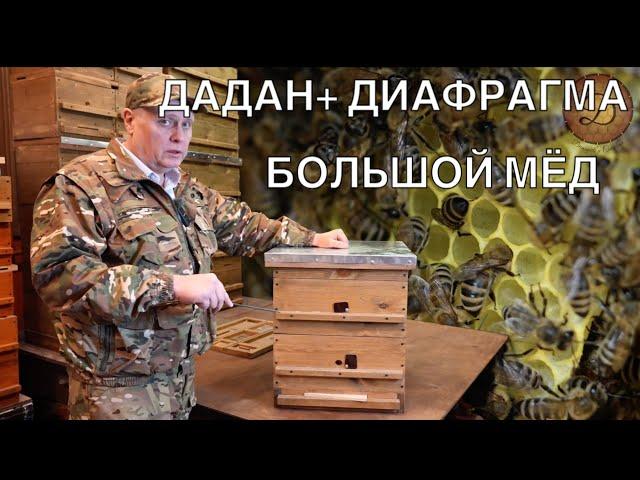 ДАДАН ПЛЮС ДИОФРАГМА. БОЛЬШОЙ МЁД