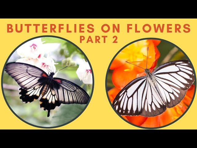 Butterflies on Flowers PART 2 | Butterfly BLOOMS with MOODY BLOOMS