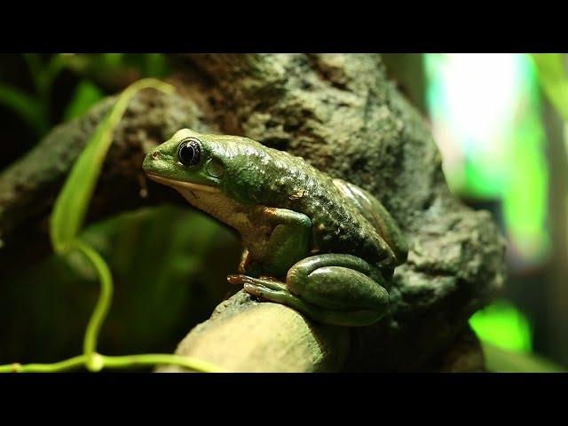 Amphibian Database Helps Conservation Efforts