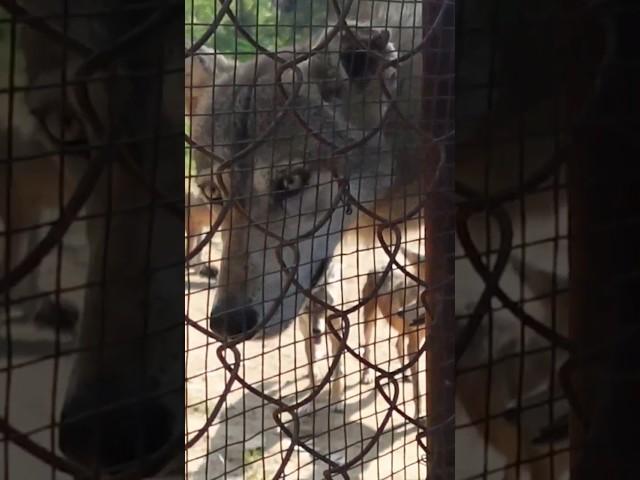 Indian wolf dimapur zoo         #indianwolf #wolf #dimapurzoo