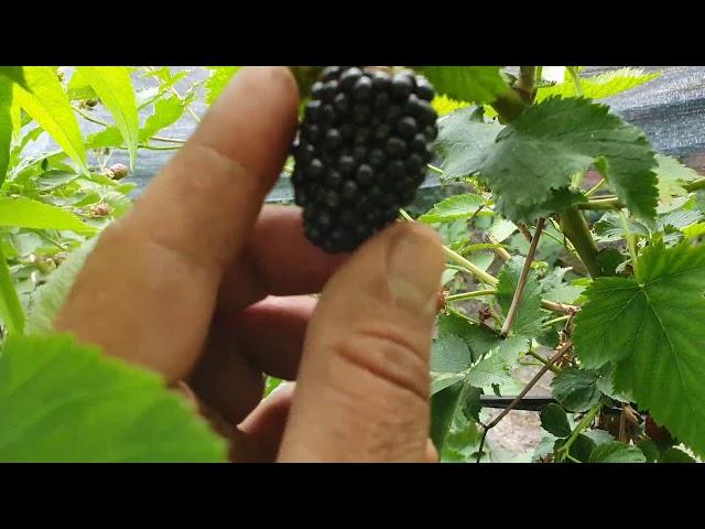 Самая ранняя ежевика. Открытый грунт