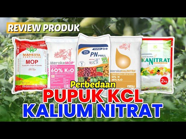 Ketahui Perbedaan Pupuk KCL dan Kalium Nitrat, Produktivitas dan Kualitas MENINGKAT!! #benihonline